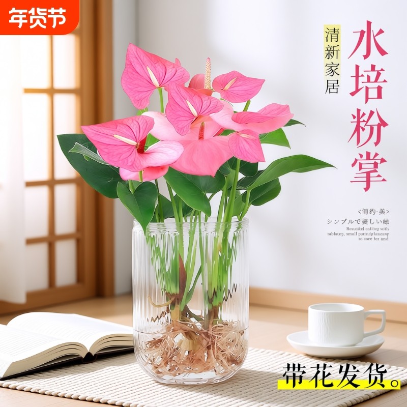 水培植物粉掌盆栽花卉植物室内办公室桌面四季常青好养活红掌绿植