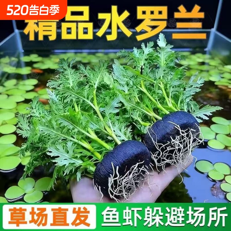 水罗兰坨基水草懒人入门前中景阴性鱼缸造景增氧植物鹦鹉鱼固定