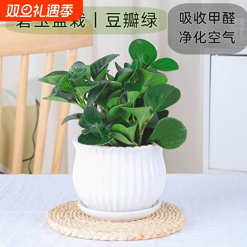 豆瓣绿多肉植物盆栽绿萝室内客厅桌面绿植碧玉好养水培植物花卉