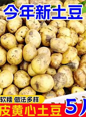 恩施小土豆新鲜黄心洋芋