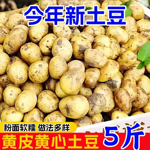 恩施小土豆新鲜黄心洋芋