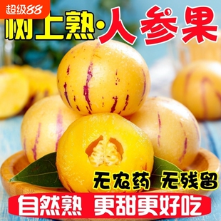 正宗人参果云南圆果应当季新鲜农家水果黄肉人生果整箱大果包邮