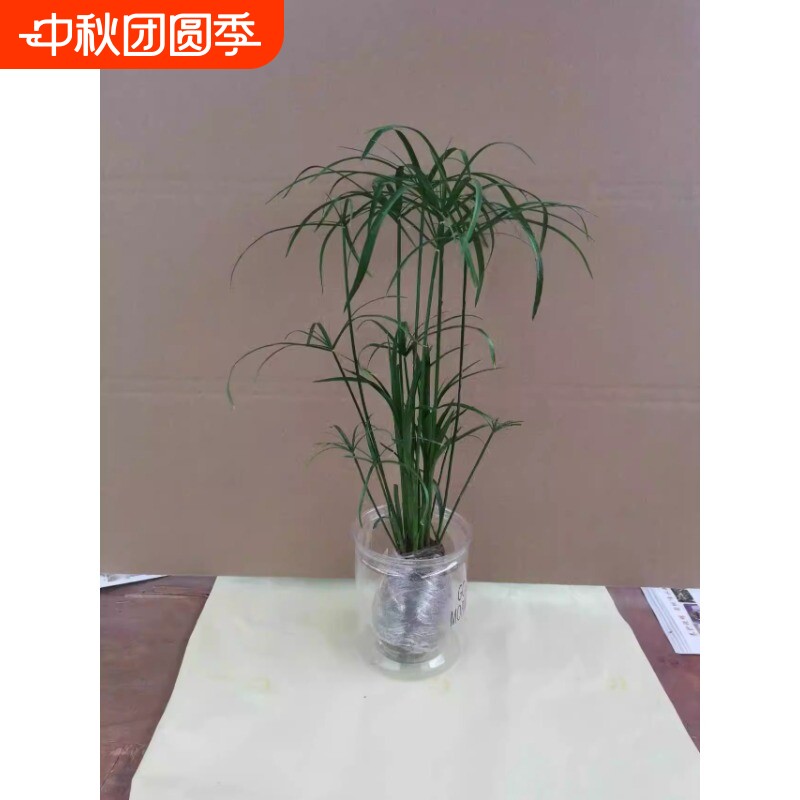 水培植物水竹盆栽风车草旱伞草水生鱼缸水养好养挺水植物插花棕竹图片