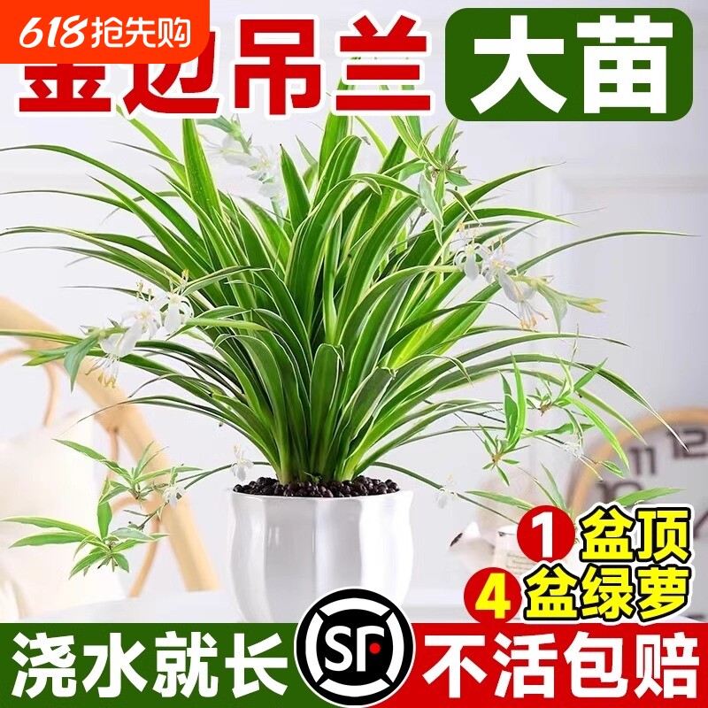 金边吊兰植物室内好养活花卉盆栽桌面小绿植水培垂吊客厅阳台大盆