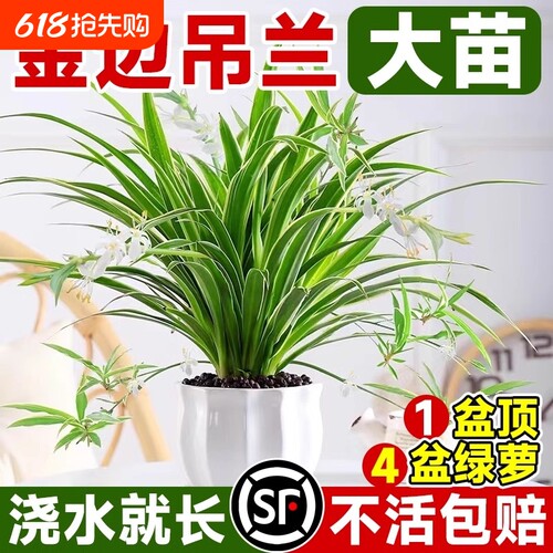 金边吊兰植物室内好养活花卉盆栽桌面小绿植水培垂吊客厅阳台大盆