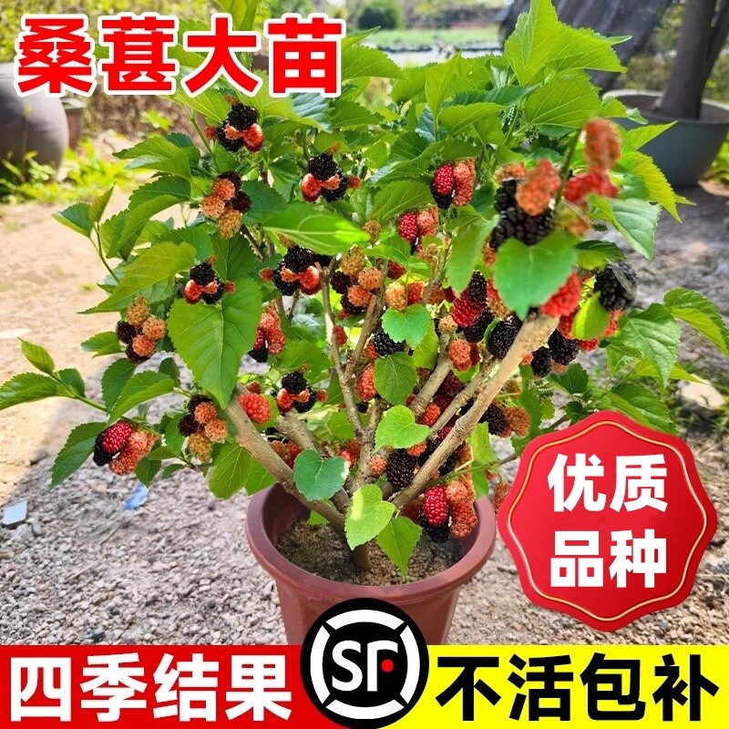 桑葚树苗嫁接无籽大十果桑苗当年结果种植台湾四季长果盆栽白玉