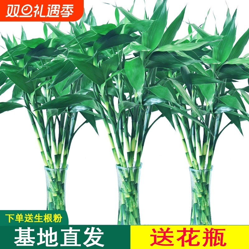 水养富贵竹水培植物客厅桌面招财观音竹文昌转运竹子绿植盆栽植物