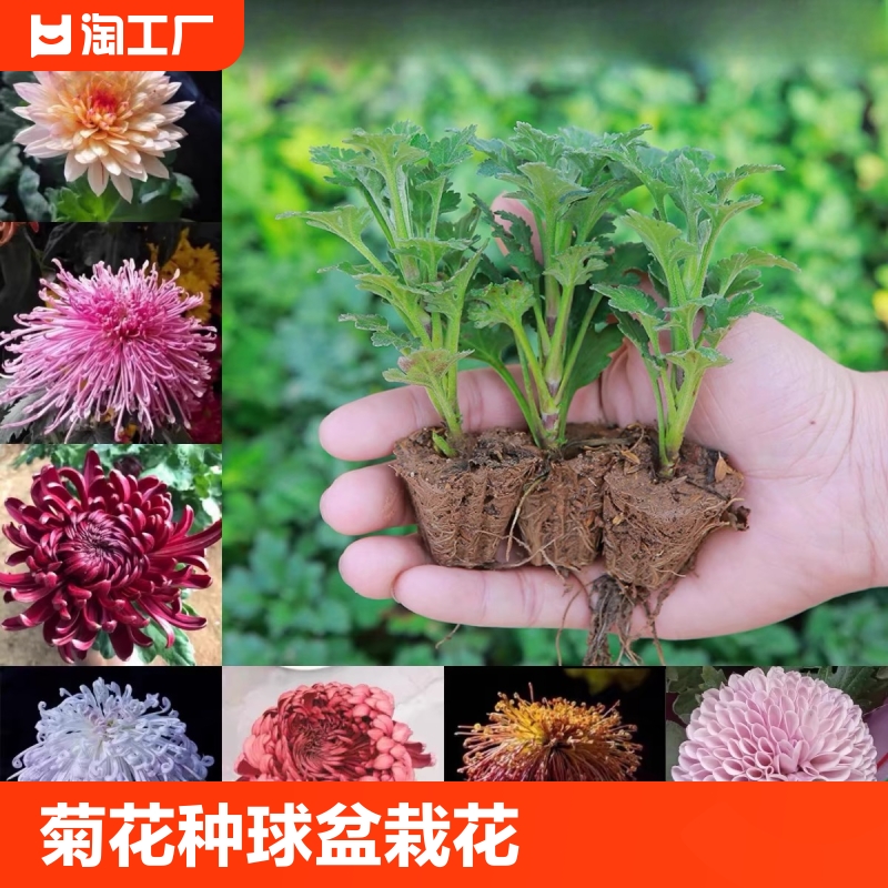 重瓣荷兰菊带花苞菊花苗盆栽室内花卉植物四季好养易活开花阳台