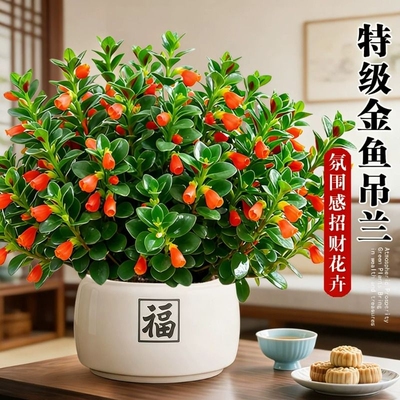 金鱼吊兰盆栽阳台办公室净化空气好养活植物四季开花绿植四季常青