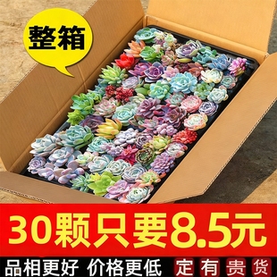 多肉植物室内小盆栽大颗好养绿植物花卉有贵货室内外客厅品种