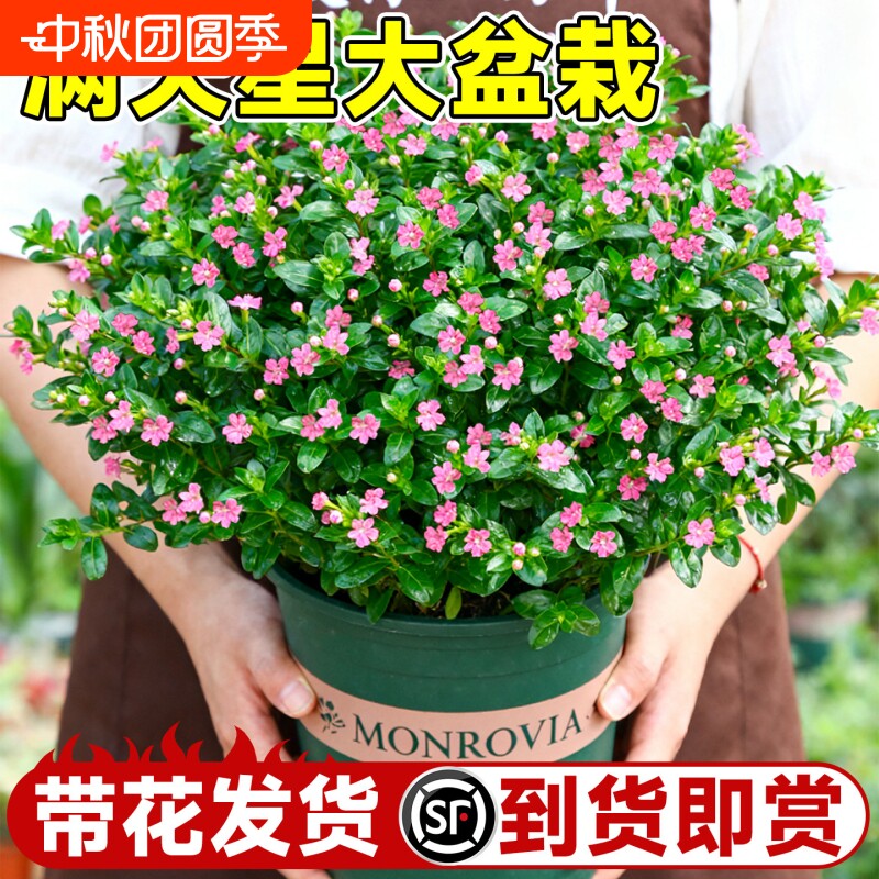 满天星盆栽绿植四季开花秋季种花种子植物室内好养花卉带花适合的图片