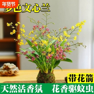 文心兰花苗四季开花带花苞水培苔藓球室内花卉盆栽绿植好养活冬季