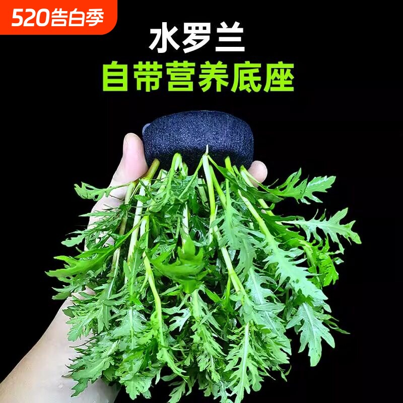 水草鱼缸专用水罗兰坨草制氧养鱼净化水质和鱼共养造景阴性真绿植