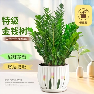 金钱树盆栽客厅花盆发财树花卉绿植树苗办公室好养植物钱串子点缀