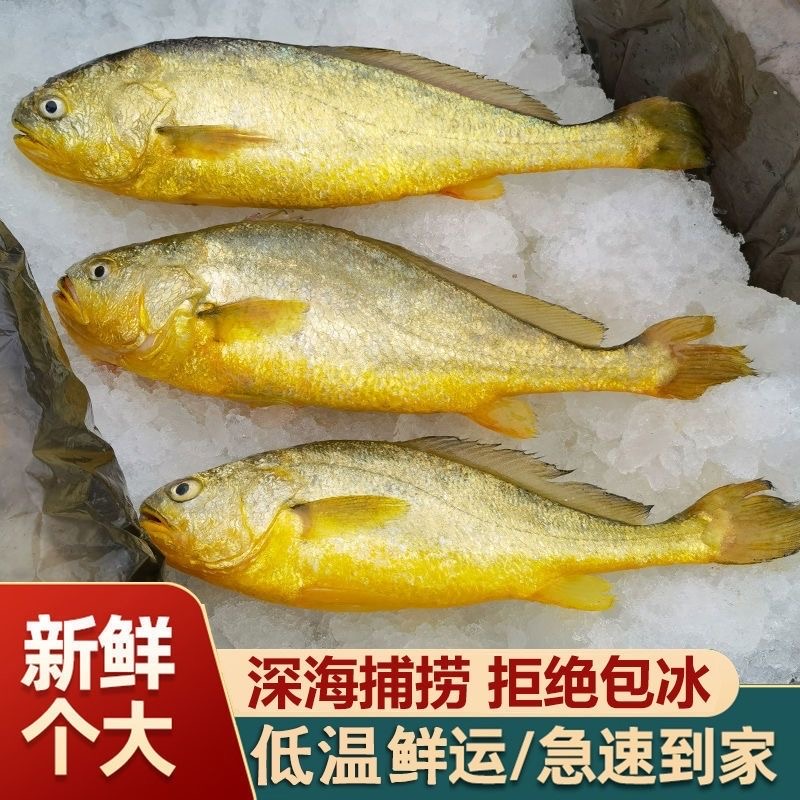 福建宁德霞浦黄花鱼新鲜大黄鱼冷冻生鲜冰鲜海鱼小黄鱼黄鱼鲞整箱
