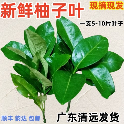 柚子叶新鲜碌柚叶沐浴乔迁打扫新鲜柚子叶糍粑叶垫百年老树柚子叶