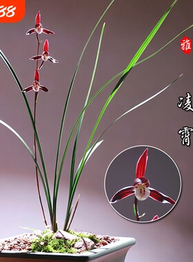 名贵兰花苗 细叶寒兰高档室内好养浓香冬带花苞桌面盆栽绿植花卉