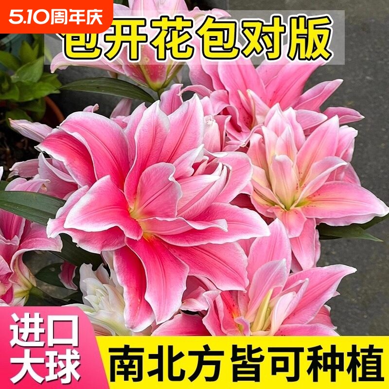 百合花种球盆栽冰美人进口土培耐寒花卉重瓣香水百合种子种植苗籽