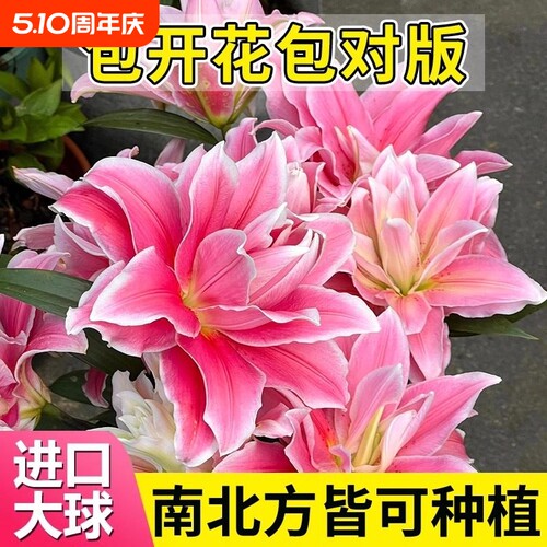 百合花种球盆栽冰美人进口土培耐寒花卉重瓣香水百合种子种植苗籽