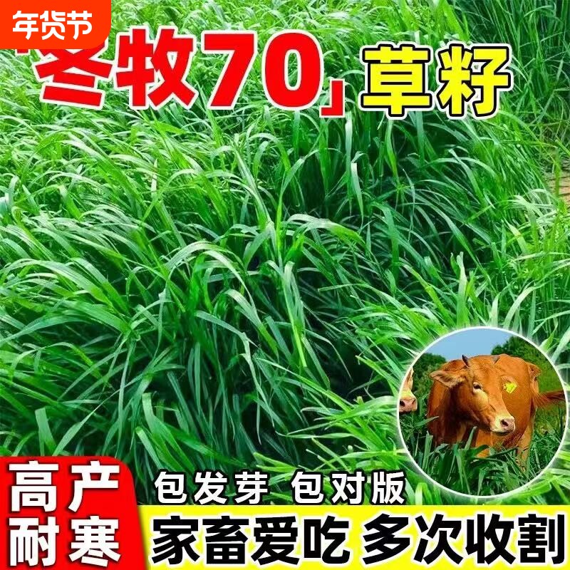 黑麦草种籽子种四季多年生耐寒牧草种籽畜牧养殖鸡鸭牛羊鱼草种子