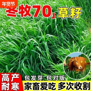 黑麦草种籽子种四季多年生耐寒牧草种籽畜牧养殖鸡鸭牛羊鱼草种子