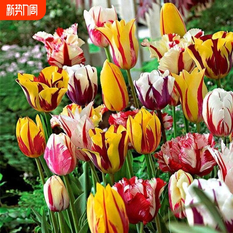 荷兰郁金香种球室内外土培花卉水培盆栽带花秋冬季花种子易种