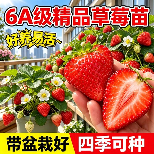 草莓苗秧四季结果盆栽果苗高产优质穴盘脱毒特大号奶油白阳台种植
