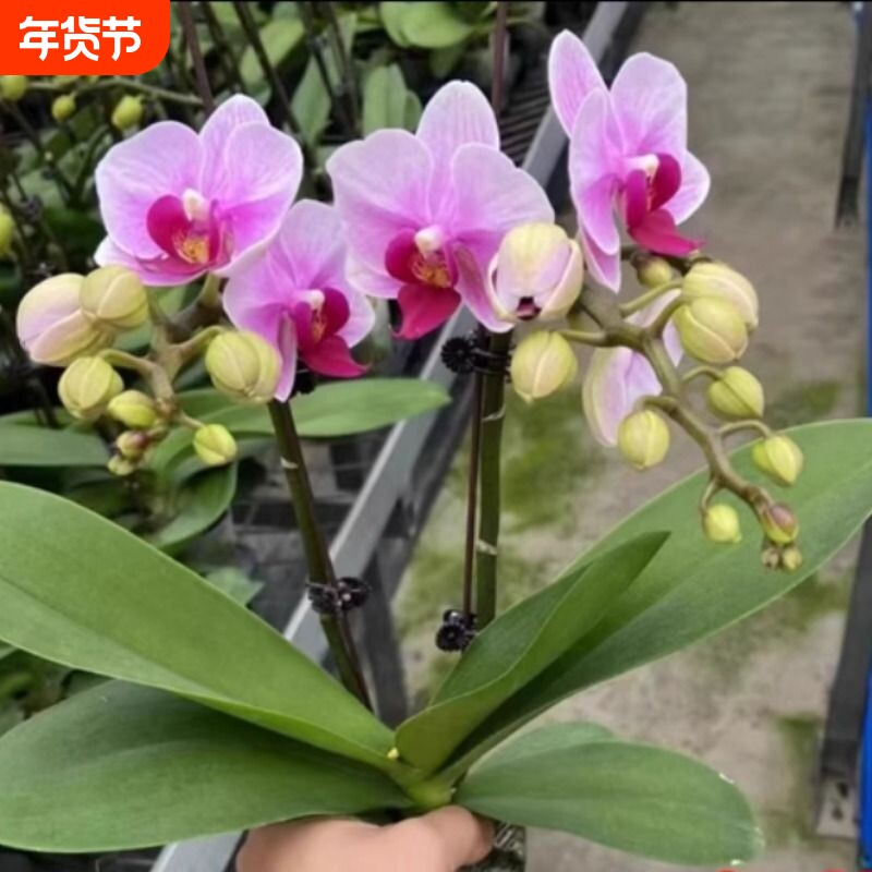 蝴蝶兰盆栽带花苞花剑常开花卉兰花苗室内桌面植物绿植客厅阳台