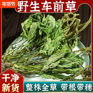带根车前草野生干货官方旗舰店新鲜中药材正品泡水喝的功效与作用