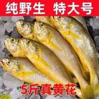 小黄花鱼新鲜冷冻5斤烧烤小黄鱼生鲜活海鱼海鲜整箱商用水产冰鲜