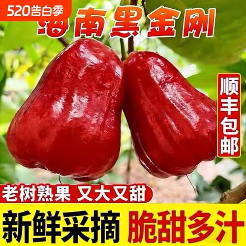 【顺丰包邮】正宗黑金刚莲雾中特大果热带一级果新鲜莲雾脆甜净重
