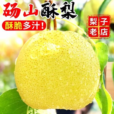 正宗砀山梨青梨酥梨当季水果梨子新鲜现摘安徽皇翠冠整箱香梨雪梨
