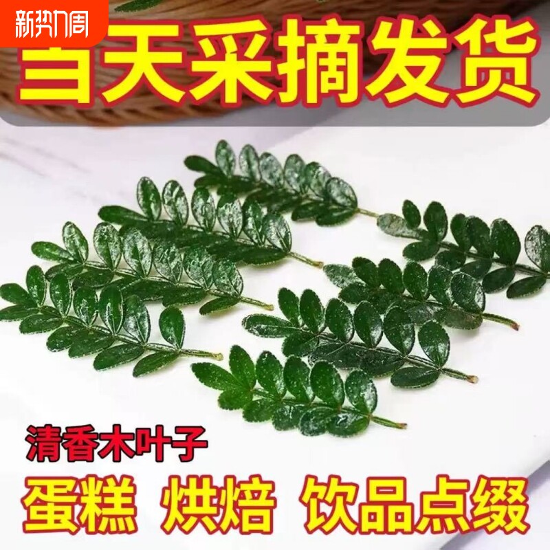 鸡尾酒甜品调酒蛋糕装饰点缀绿植盆栽清香木叶子薄荷芽迷迭香植物