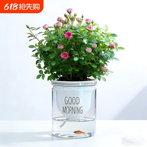 迷你超微姬月季带花苞水培须惠姬乙女室内好养浓香花卉盆栽绿植物