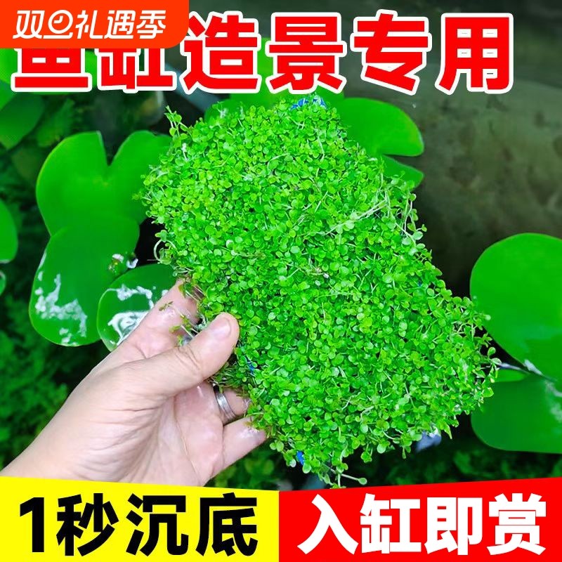 趴地矮珍珠爬地矮珍珠水草日本鱼缸水草植物和鱼共养造景净化水草