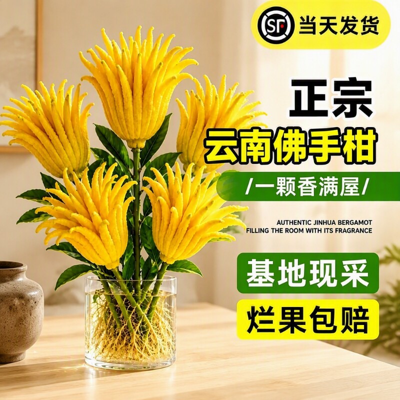 云南佛手柑水培鲜果桌面摆件室内新鲜植物佛手果天然香薰茶桌水养
