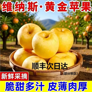 山东维纳斯黄金苹果新鲜水果当季 整箱现摘奶油富士冰糖心苹果顺丰