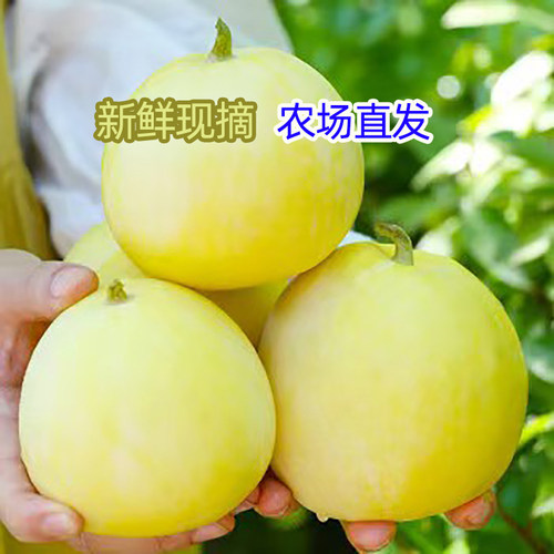 小蜜蜂甜瓜糖宝宝蜜罐甜脆白糖罐当季新鲜水果