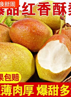 正宗红香酥梨头茬当季现摘香梨青梨子脆甜特产新鲜水果整箱包邮