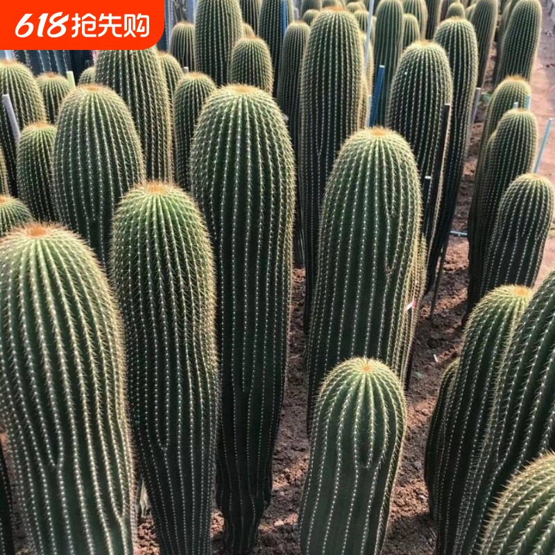 大凤龙仙人柱多肉植物大型仙人球仙人掌肉肉绿植花卉盆栽防辐射