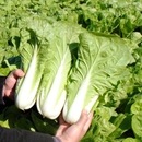 速生小白菜蔬菜种子菜苔沙拉青梗 快菜奶油种子20天耐热耐高温四季