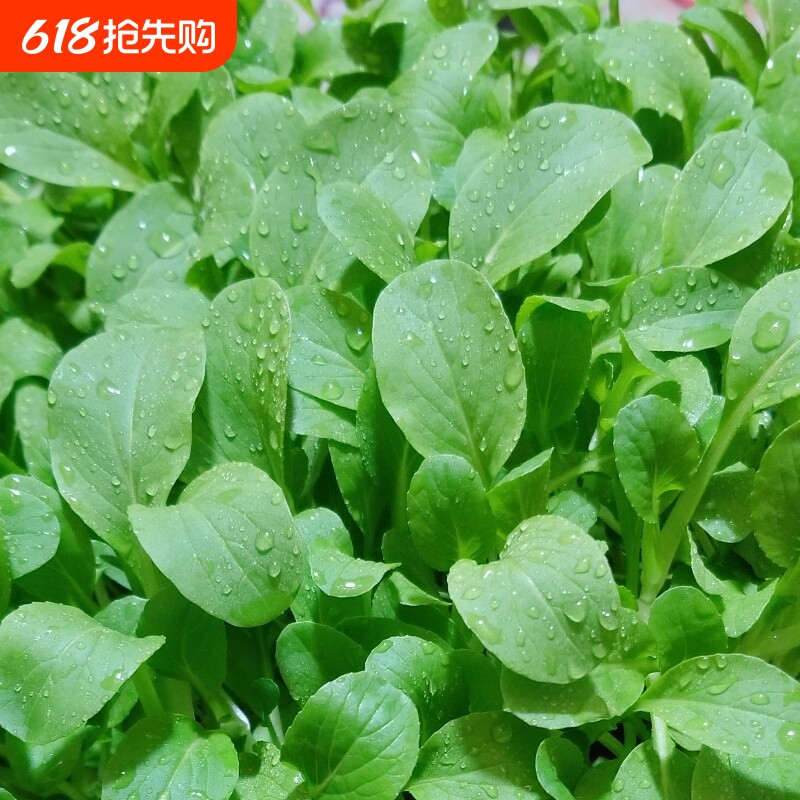 鸡毛菜种子种籽四季小白菜青菜上海青蔬菜菜籽菜种孑大全籽种阳台