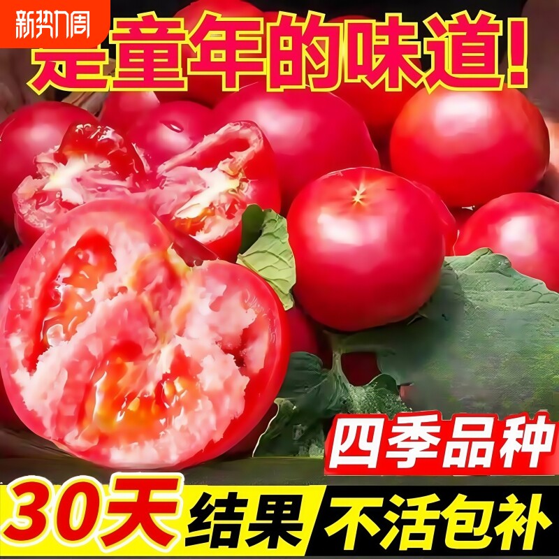 普罗旺斯西红柿苗秧大果沙瓤大粉嫁接番茄老品种山东寿光草莓蕃茄