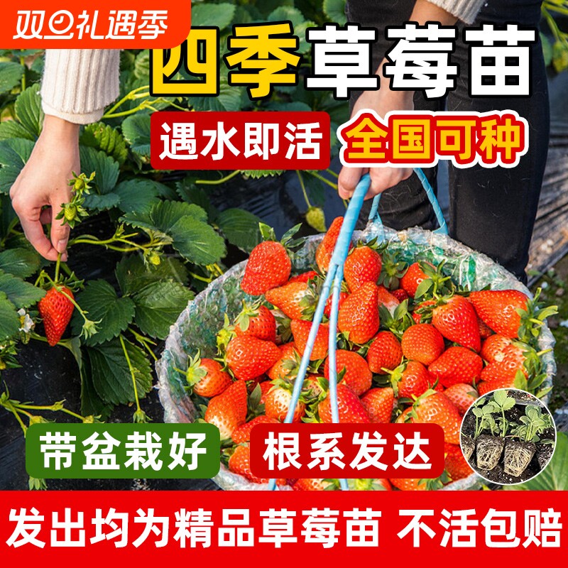 奶油草莓苗盆栽四季苗秧种籽子红颜阳台种植新苗水果番茄果种子