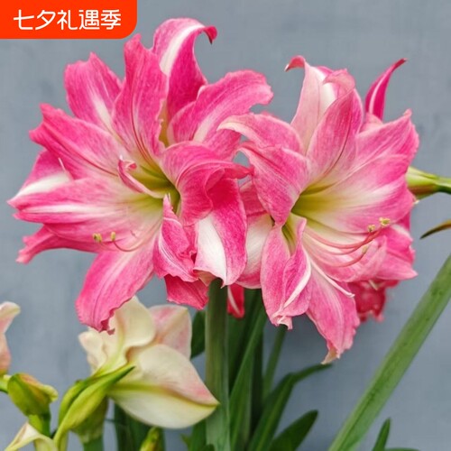 朱顶红种球重瓣特大球四季开花盆栽花卉室内花孔雀单瓣花样珊瑚