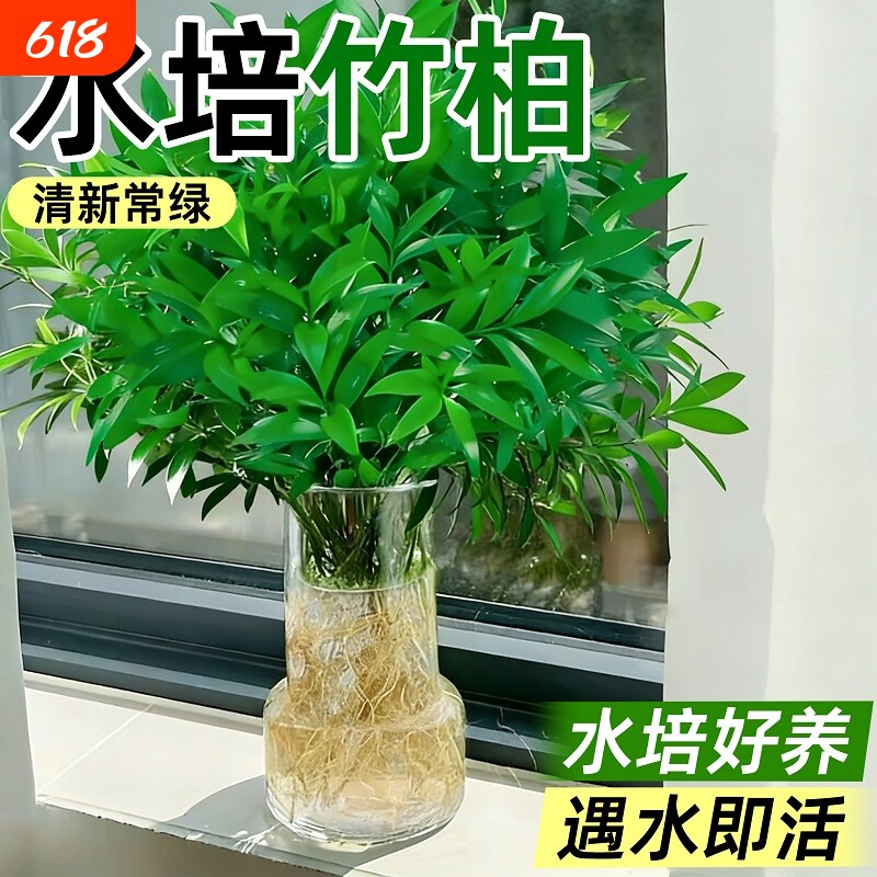 驱蚊竹柏发财树竹子水培绿植盆景栽办公桌面花卉室内好养四季常绿