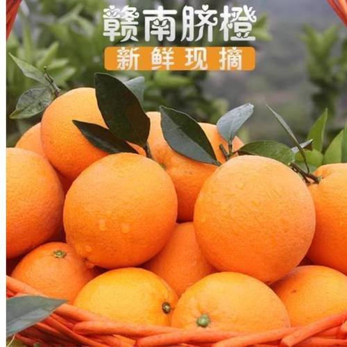 江西赣南脐橙甜新鲜当季直发榨汁手剥爆汁橙子天然维c水果甜橙