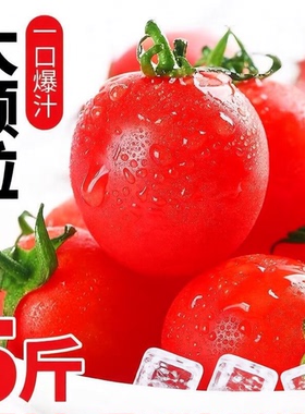 云南圣女果新鲜红色小番茄时令水果爆汁包邮鲜嫩现摘自提自然熟