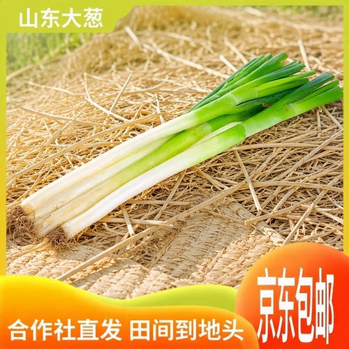 山东章丘大葱新鲜铁杆蘸酱嫩葱特级甜葱批发东北特产整箱京东包邮