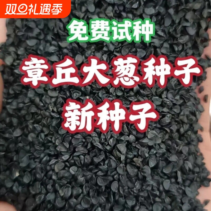 山东章丘大葱种子高产耐